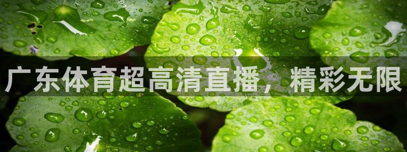 广东体育超高清直播，精彩无限